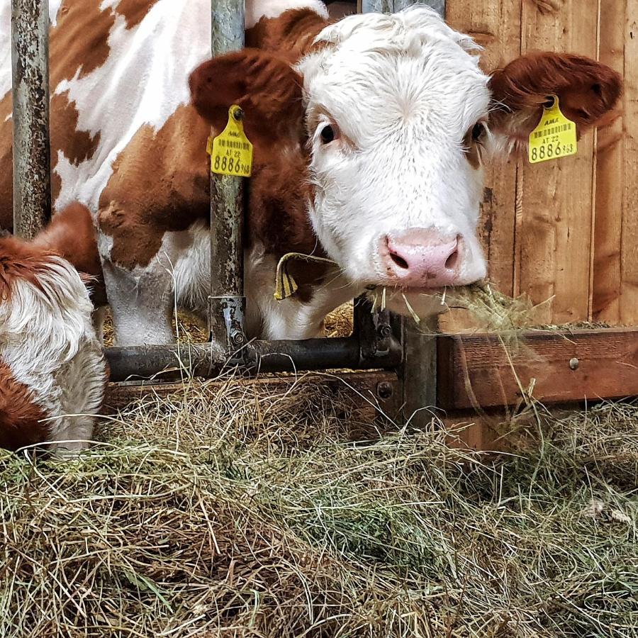 Schieplechnerhof Lejlighed Schladming Eksteriør billede